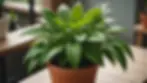 Close-up view of a green potted plant representing growth